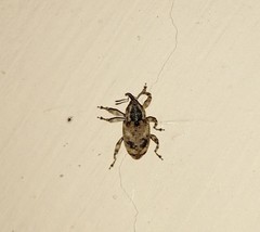 Mechistocerus
