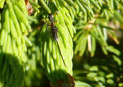 Rhyssella nitida