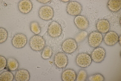 Phragmidium violaceum