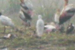 Threskiornis melanocephalus