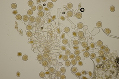 Phragmidium violaceum