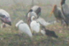 Threskiornis melanocephalus