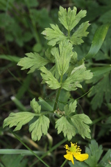 Peronospora ranunculi
