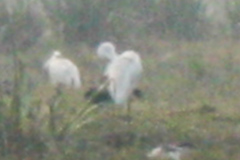 Threskiornis melanocephalus