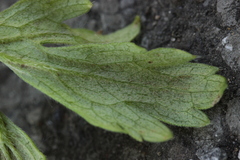 Peronospora ranunculi
