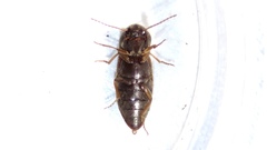 Agriotes mancus