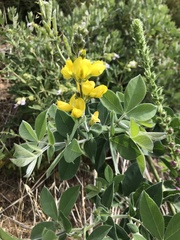 Thermopsis macrophylla