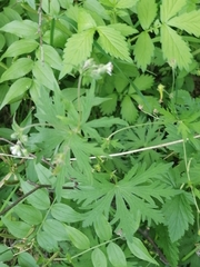 Geranium pseudosibiricum