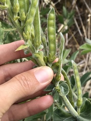 Thermopsis macrophylla