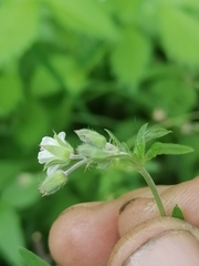 Geranium pseudosibiricum