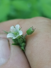 Geranium pseudosibiricum