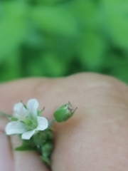 Geranium pseudosibiricum