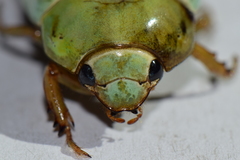 Macropoidelimus mniszechi