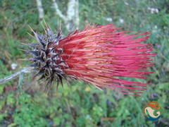 Cirsium anartiolepis