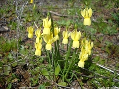 Narcissus triandrus