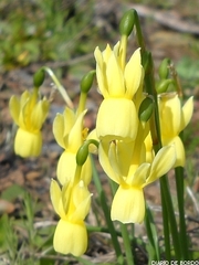 Narcissus triandrus
