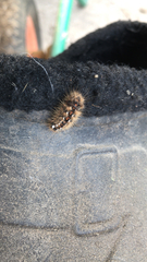 Acronicta rumicis