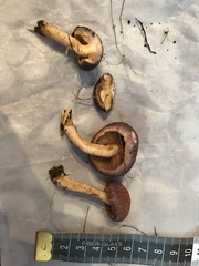 Gymnopilus luteofolius