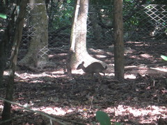 Nesotragus moschatus