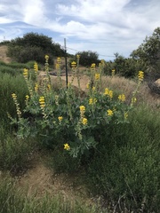 Thermopsis macrophylla