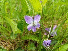 Viola novae-angliae