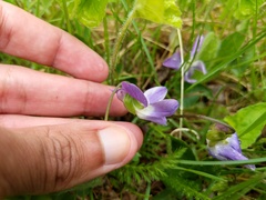 Viola novae-angliae