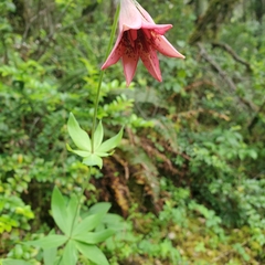 Lilium bolanderi