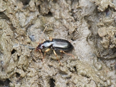 Paranchus albipes