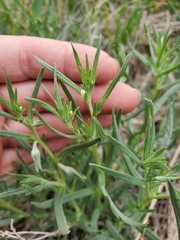 Lithospermum multiflorum
