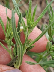 Lithospermum multiflorum