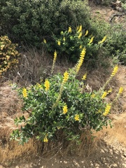 Thermopsis macrophylla