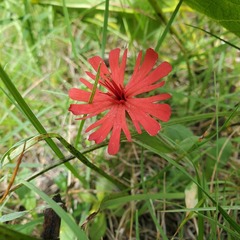 Silene serpentinicola