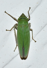 Draeculacephala inscripta
