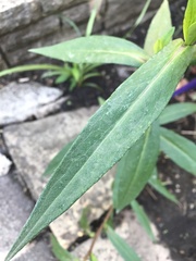 Angiospermae