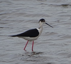 Himantopus himantopus