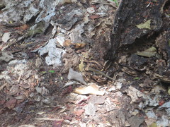 Scincidae