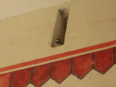 Passer domesticus