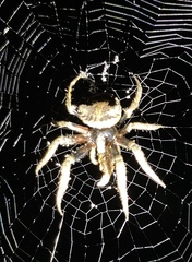 Araneus ventricosus