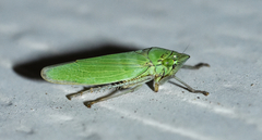 Draeculacephala inscripta