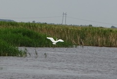 Ardea alba