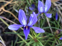Viola decumbens