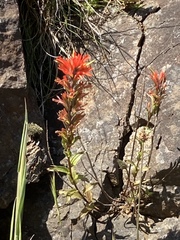 Castilleja litoralis