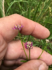 Polygala curtissii