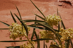 Asclepias labriformis