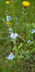 Myosotis