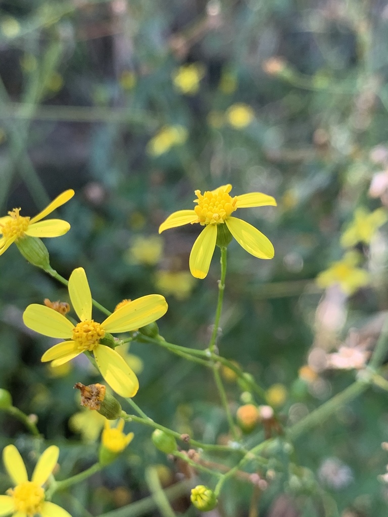Cineraria decipiens