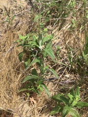 Monardella hypoleuca hypoleuca