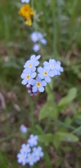 Myosotis