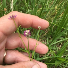 Polygala curtissii