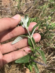 Monardella hypoleuca hypoleuca